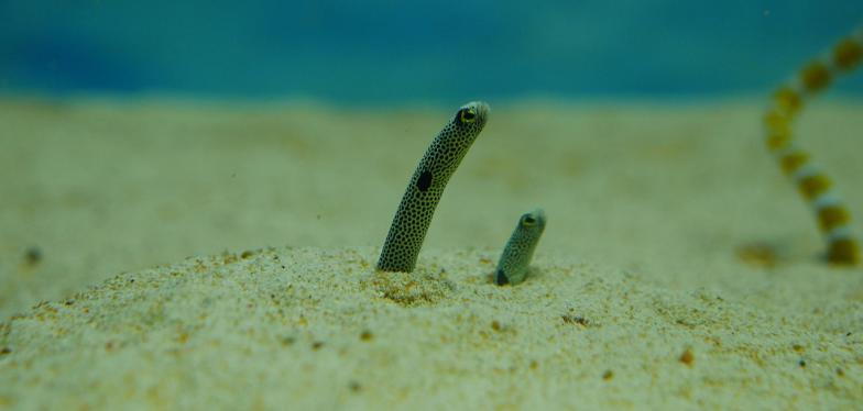 University of Liège vaccine combats deadly eel virus in China